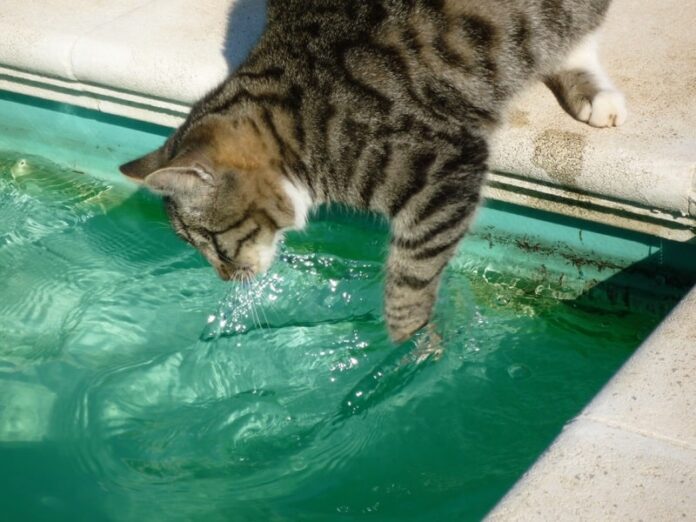 Come fare il bagno al gatto