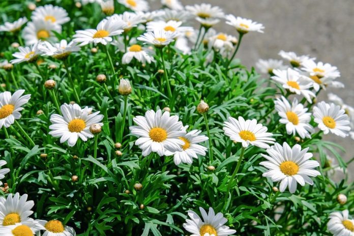 Margherita bianca o Chrysanthemum frutescens