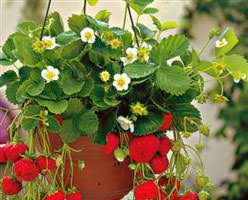 Coltivare le fragole sul balcone in vaso