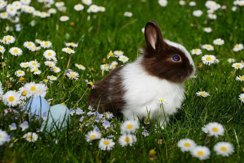 Come scegliere un coniglio nano: prezzi e razze