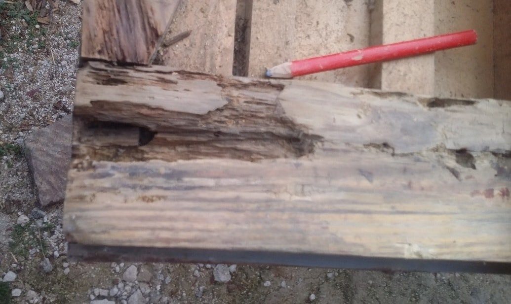 Legno mangiato dai tarli: inserimento di un tassello realizzato in legno