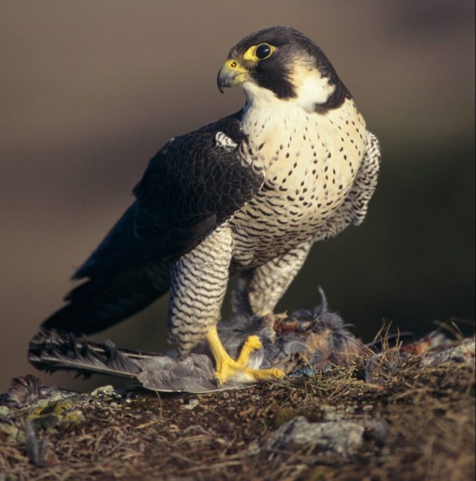 Falco pellegrino animale più veloce del mondo