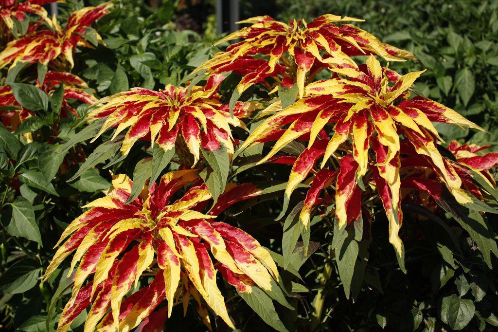 Semi Di Amaranto Tricolore Rari – Varietà Antica Da Giardino, 50 Pezzi, Facili Da Coltivare
