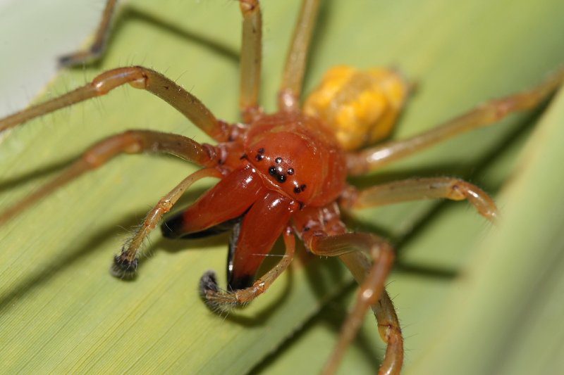 Cheiracanthium punctorium o ragno dal sacco giallo