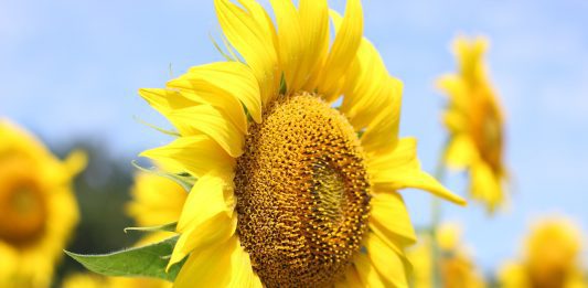 Girasole pianta officinale e proprietà fitoterapiche