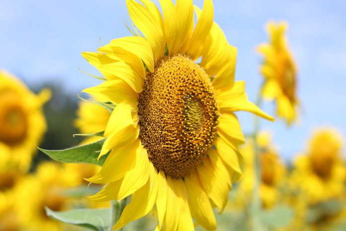 Girasole pianta officinale e proprietà fitoterapiche