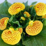 Calceolaria-herbeohybrida-2