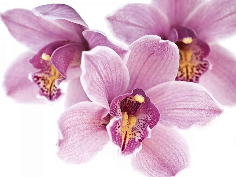 Orchidee