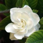 Gardenia_45302