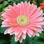 Gerbera