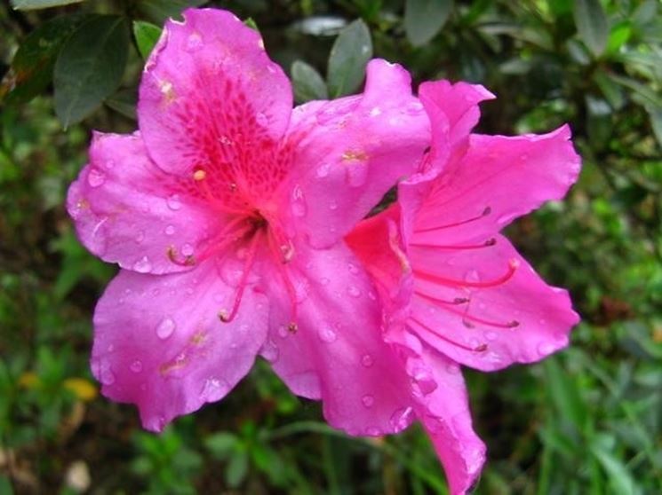 azalea rododendro fiore