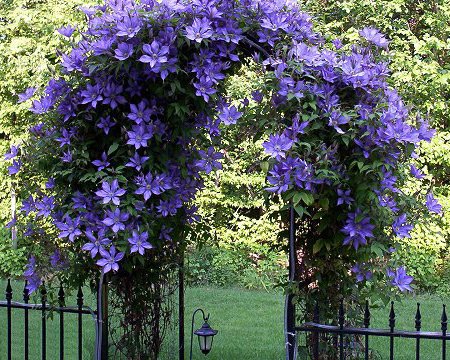 Maggio 10 cure per le piante in casa e sul balcone