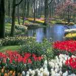 Giardino fiorito