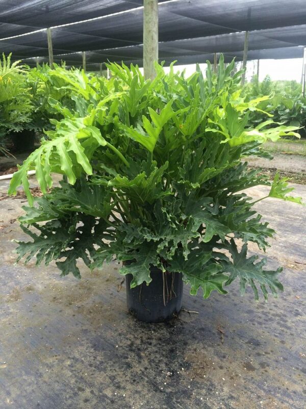 philodendron-bipinnatifidum-selloum-philodendron-selloum-1000410872-1404840205