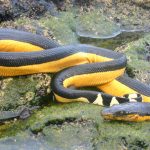 Pelamis platurus o serpente dalla pancia gialla