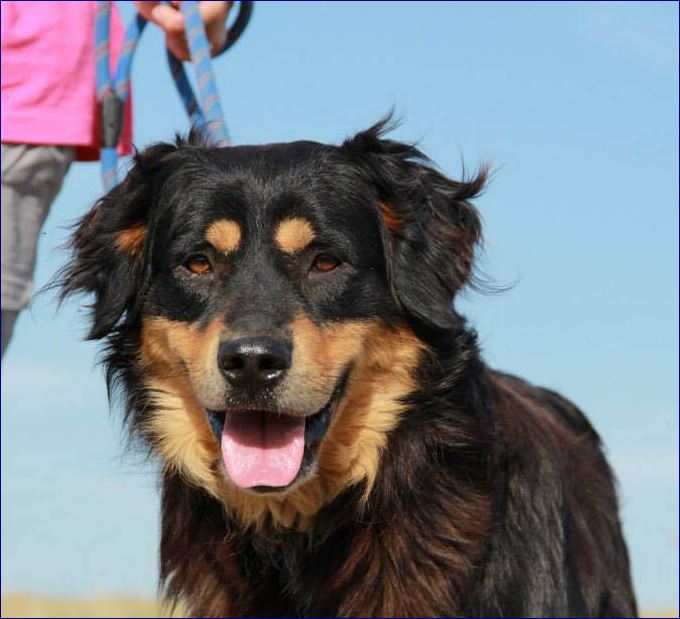 Perchè prendere un cane in canile: Teti dolcissimo!