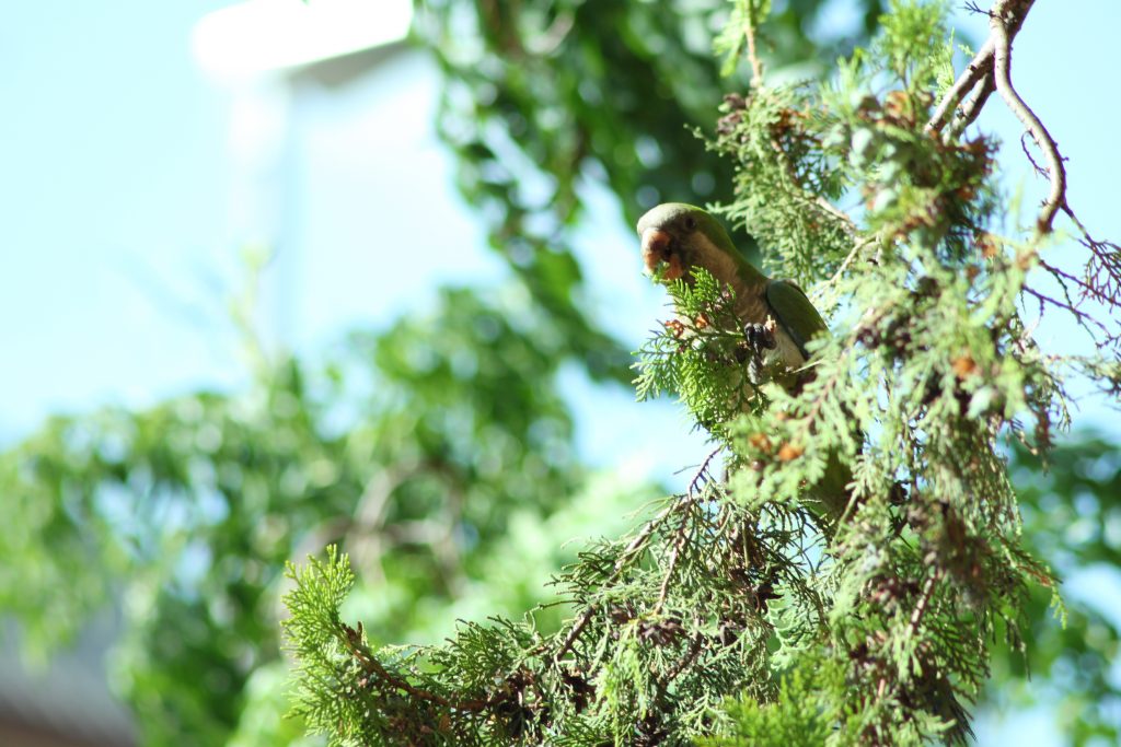 Roma Pappagalli in giardino fauna esotica il parrocchetto dal collare