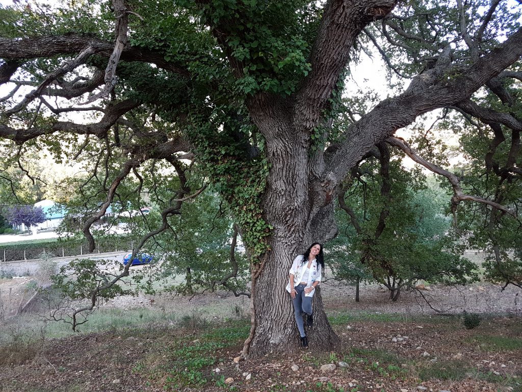 Desigual originalità e la storicità delle Querce incantate