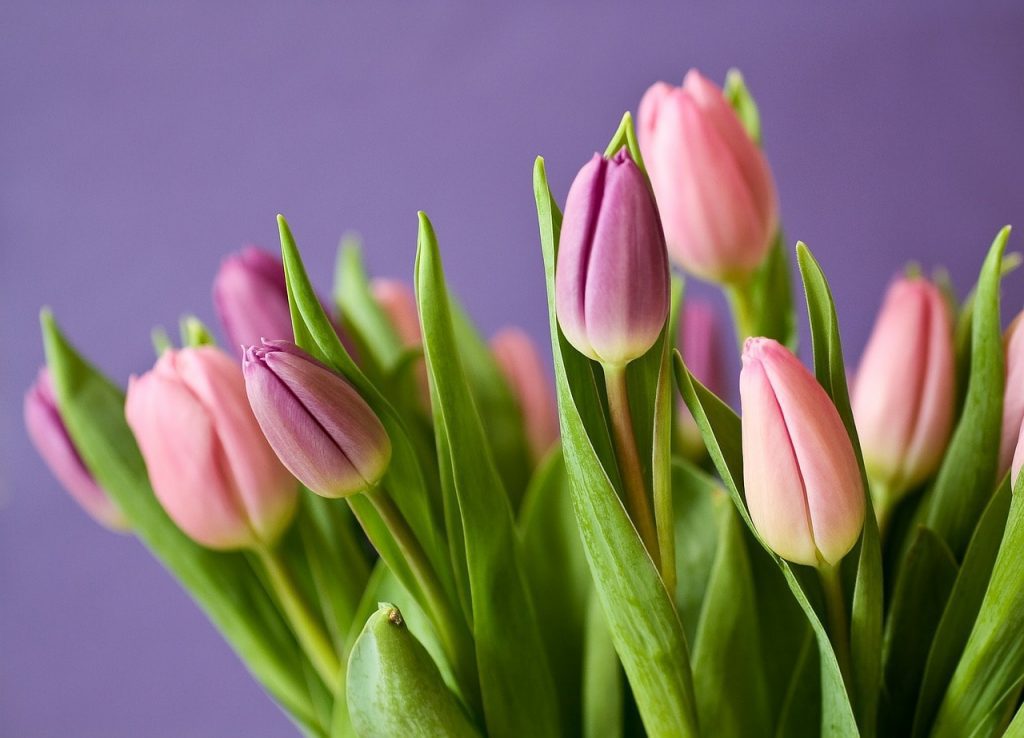 Bulbi di tulipano: tutti i segreti per prendersene cura
