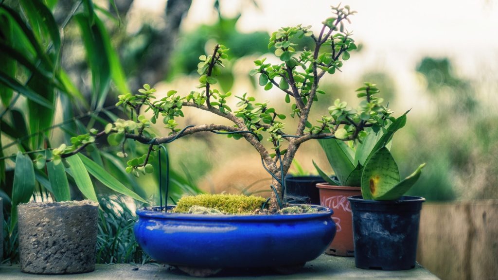 Bonsai al chiuso e bonsai all'aperto quali sono le differenze - legatura rami