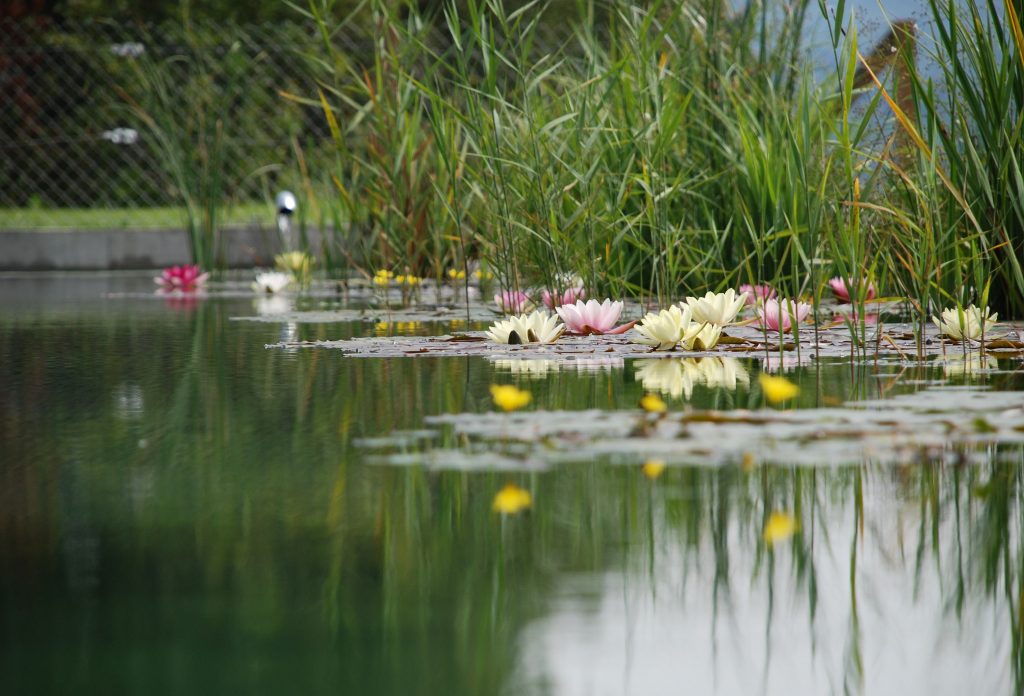 Il laghetto d'acqua dolce: originale idea per abbellire gli ambienti outdoor
