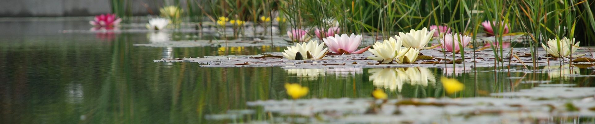 Il laghetto d'acqua dolce: originale idea per abbellire gli ambienti outdoor