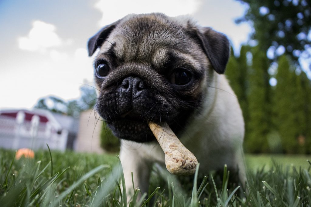 Quali verdure e frutta possono mangiare i cani: le 10 più amate