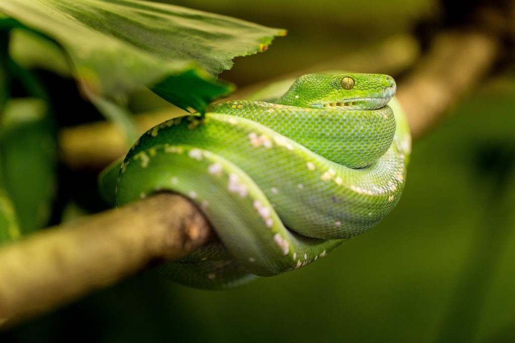 serpente verde nei sogni