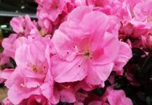 Inviare fiori a domicilio: ecco perché conviene