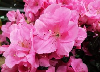 Inviare fiori a domicilio: ecco perché conviene Inviare fiori a domicilio: ecco perché conviene