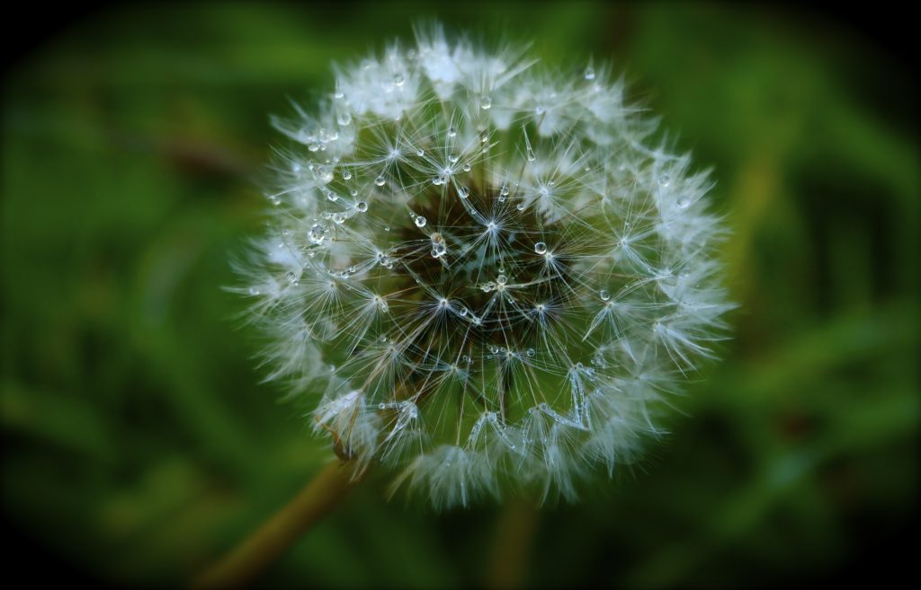 Tarasacco o Taraxacum officinale selvatica per insalate