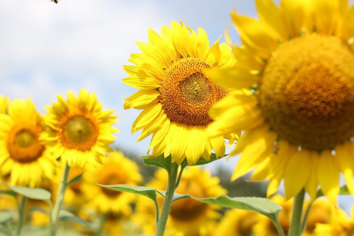 Sognare un girasole, girasoli, semi di girasole: significato, simboli, numeri