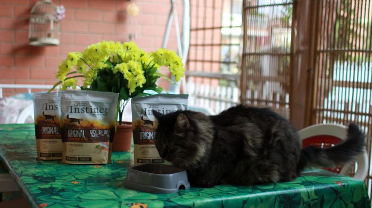 Gatto Randagio Si Abitua In Casa