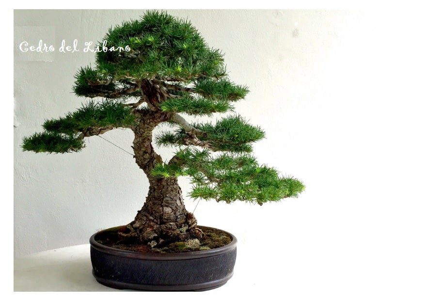 Bonsai Cedro del Libano E Carrubo coltivazione