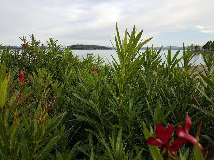 Lago trasimeno