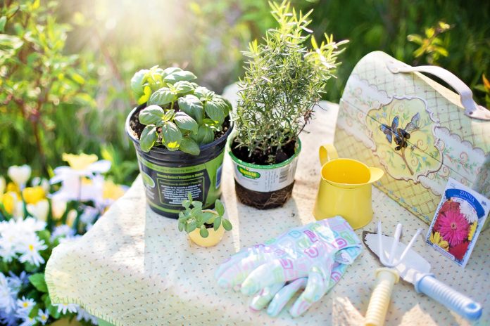 Le erbe aromatiche o aromi in casa o giardino