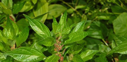 Parietaria officinalis, muraiola, o vetriola