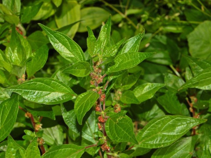 Parietaria officinalis, muraiola, o vetriola