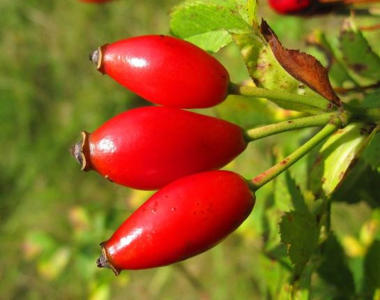 Bacche di rosa canina