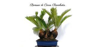 Bonsai di Cicas revoluta coltivazione, rinvaso, esigenze
