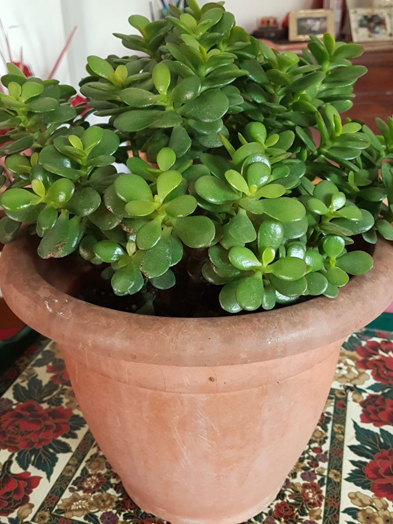 Crassula Ovata o Albero dei soldi