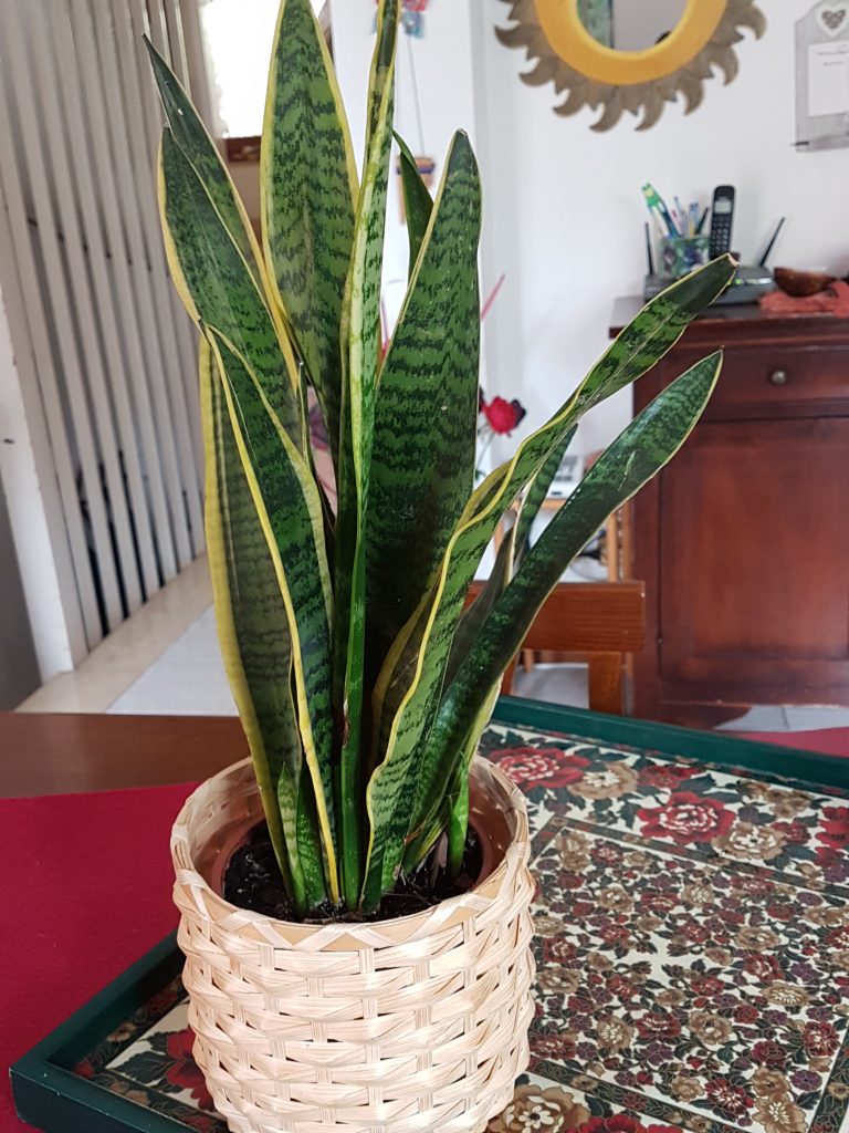 Sansevieria