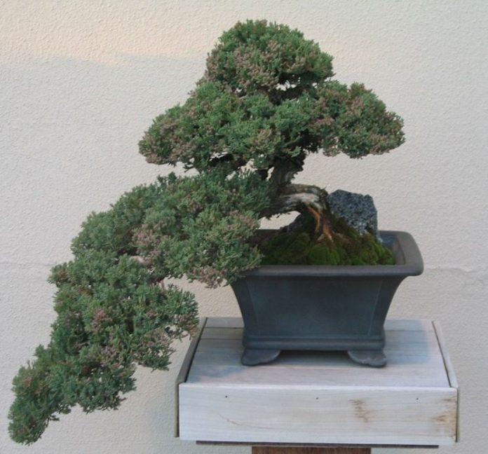 Bonsai di cipresso a cascata