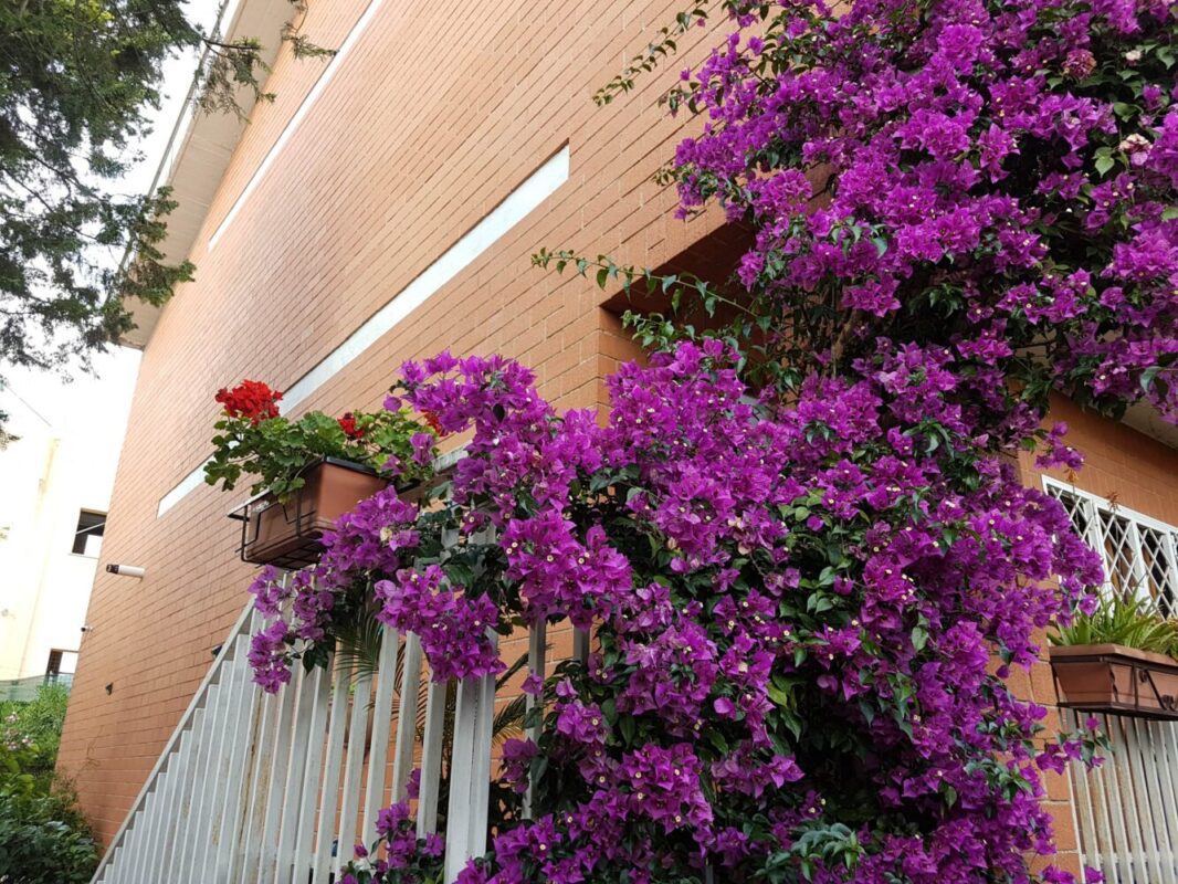 bouganvillea prolungare le fioriture