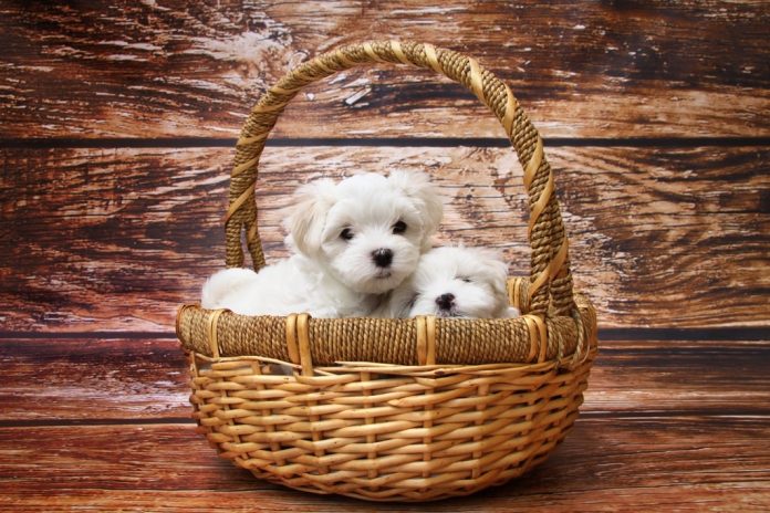 Cane Maltese