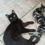 Gatti