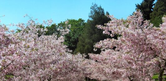 Come e quando effettuare le potature estive su alberi, piante e cespugli