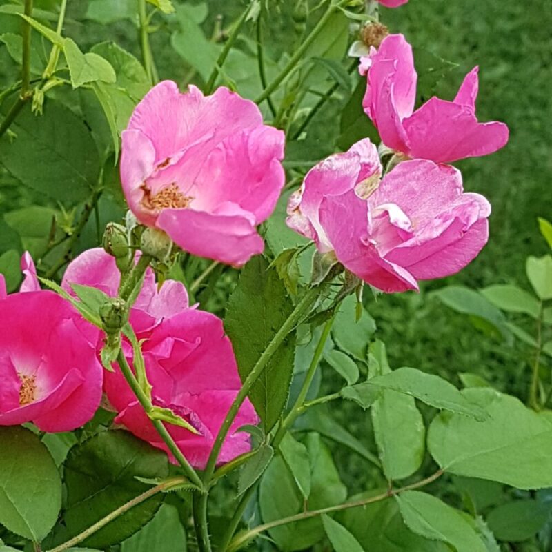 rose e fiori giardino