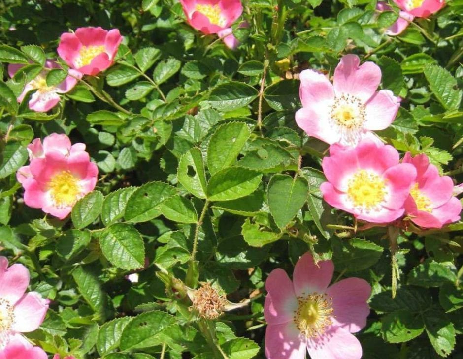 rosa canina-fiori