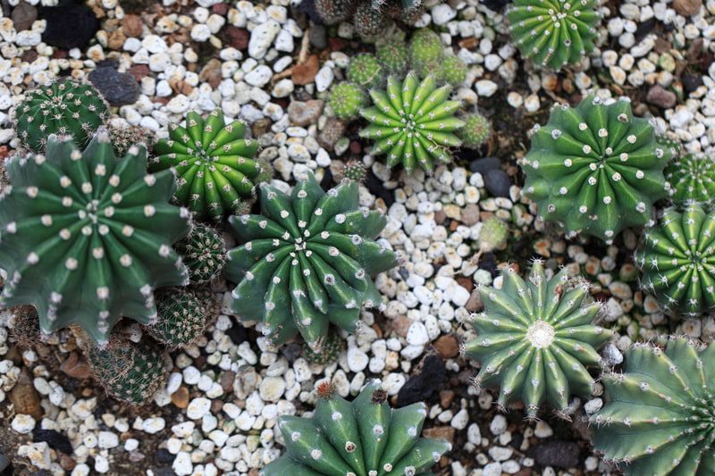 Echinopsis cactus